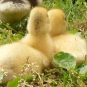 Robin Buffington Gobbles billede