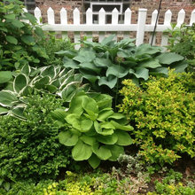 Chgo shade garden