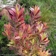 Courtyard plants