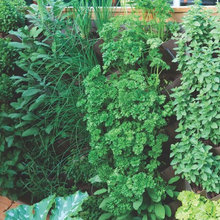 Book Review: 'Vertical Gardens' by Leigh Clapp and Hattie Klotz