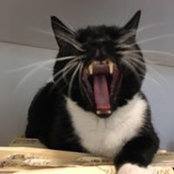 Lisa Interdonato's photo