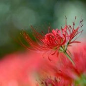 Mee Han's photo