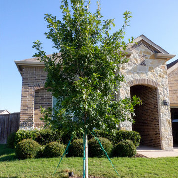 Shade Trees for Texas