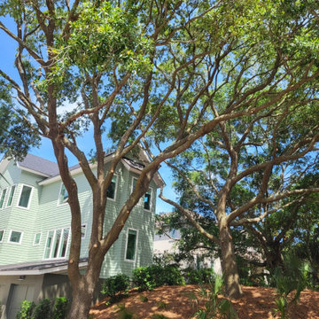 Coastal Landscape Maintenance and Tree Care