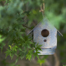 animals, birds