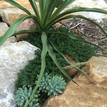 Miscellaneous Cacti & Succulent Landscapes by Rhinamic