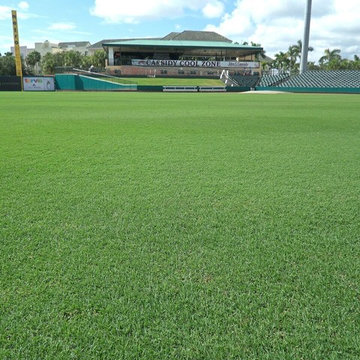 Celebration of Bermuda Grass