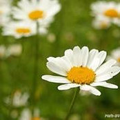 Louise Breau's photo