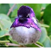 Lori R. Eggleston's photo