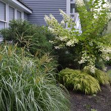 driveway evergreen