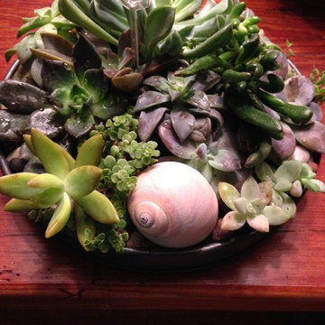 Fairy Gardens, Terrariums & Succulents