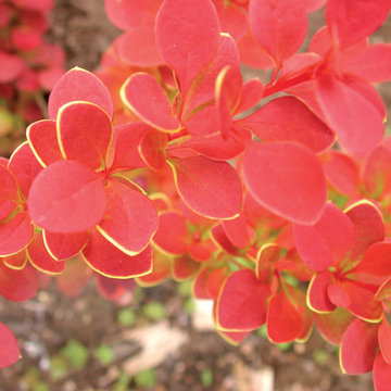 Sunjoy® Tangelo Barberry