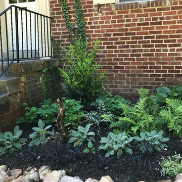 Chevy Chase Foundation Planting