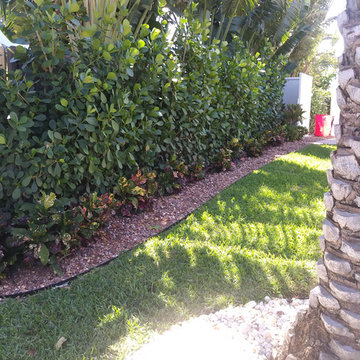 Clusia Hedges, Pompano Beach
