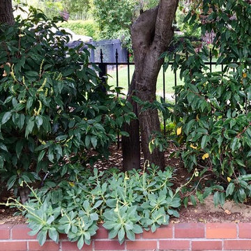 Saratoga - Lawn replacement & reduction