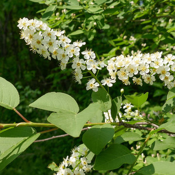 Chokecherry