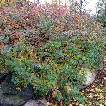 Rhus aromatica ‘Gro-Low‘