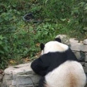 Emerson Xu's photo
