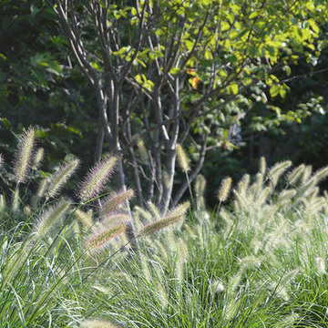 Plantings