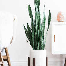 Plants