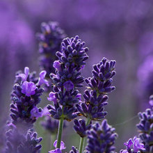 Floral Colour Palettes: Lavande