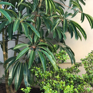 Modern & Drought Tolerant Landscape in Banker's Hill