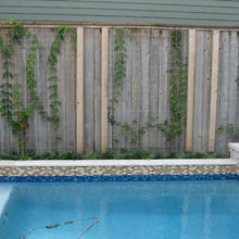 Mom’s Backyard
