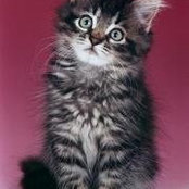 Haneen Jamal's photo