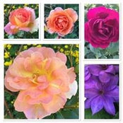Cayce Grote's photo