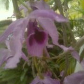 Claude Agenor's photo