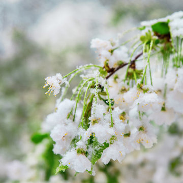 Protecting Fruit Trees And Their Blossoms From A Late Freeze