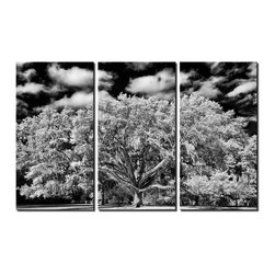 Triptych Wall Art - Products