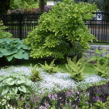 Frontyard