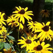 Susan Enright's photo