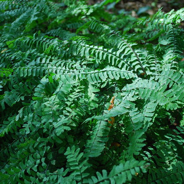 Northern maidenhair fern