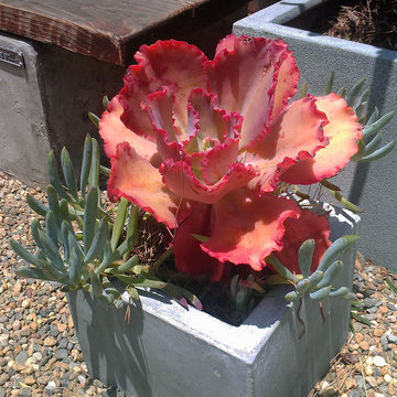 Garden for Reflection and Awareness