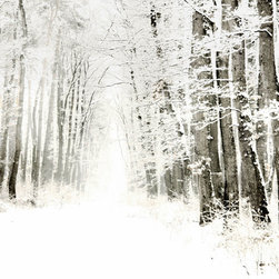 Snowy Path - Photographs