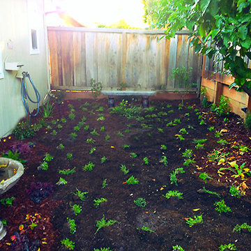 Feng Shui Oasis: Reseeding the "Lawn"