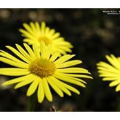 Abrar Alshofa's photo
