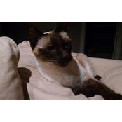Laura Ridenour's photo