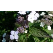 Ewa Senkowska's photo
