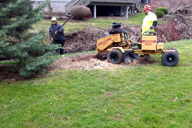 Tree Services