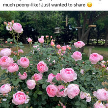 David Austin Roses