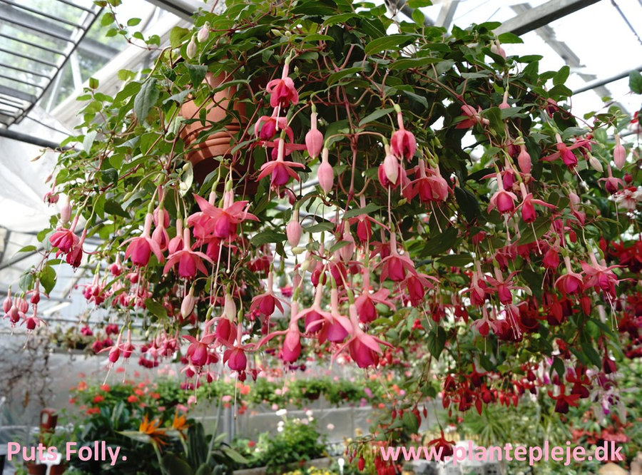 Fuchsia liste 2020 (her ses fotos af en mindre del af de fuchsia vi producere)
