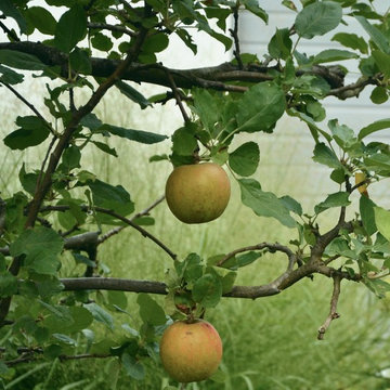 Garden in Berlin