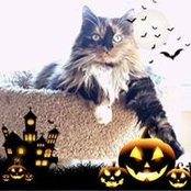 Lynne Gramer's photo