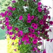 Carol Duman's photo