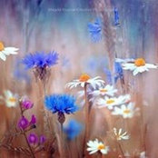 Foto von Kaye Medcalf