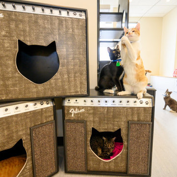 North Shore Animal League America