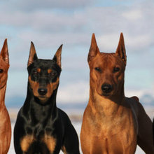 Daveren German Pinschers